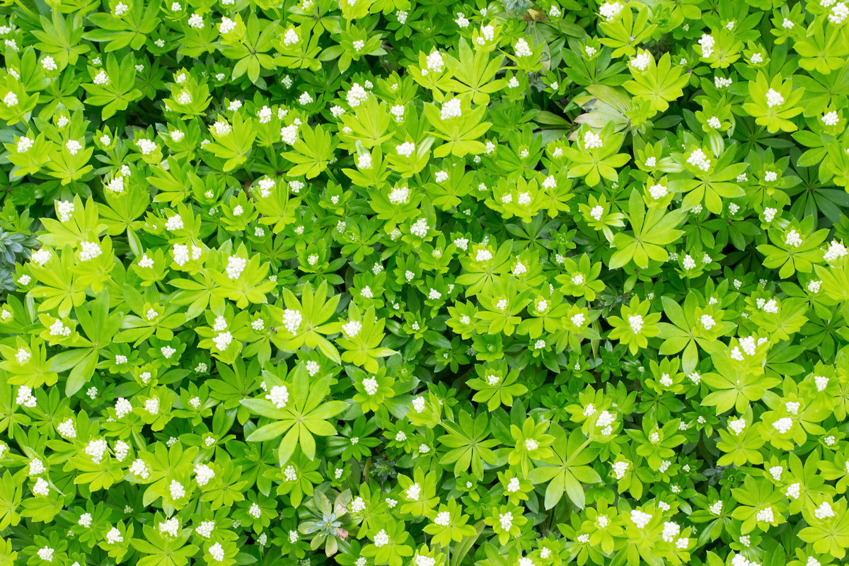 Waldmeister Pflanze
