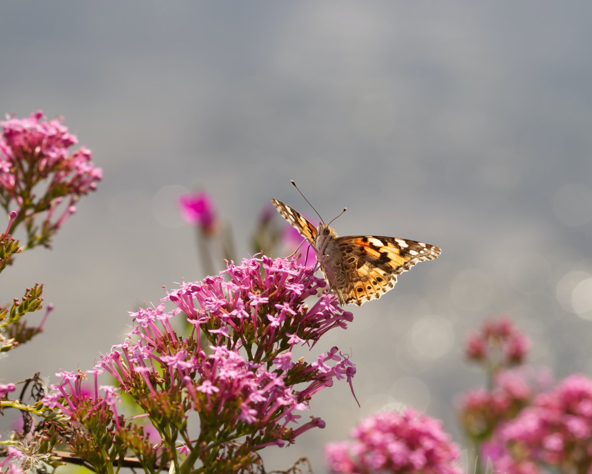 Wildblumen