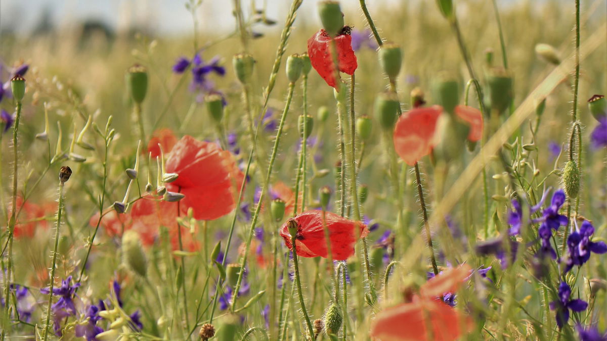 Die schönsten Wildblumen für den eigenen Garten