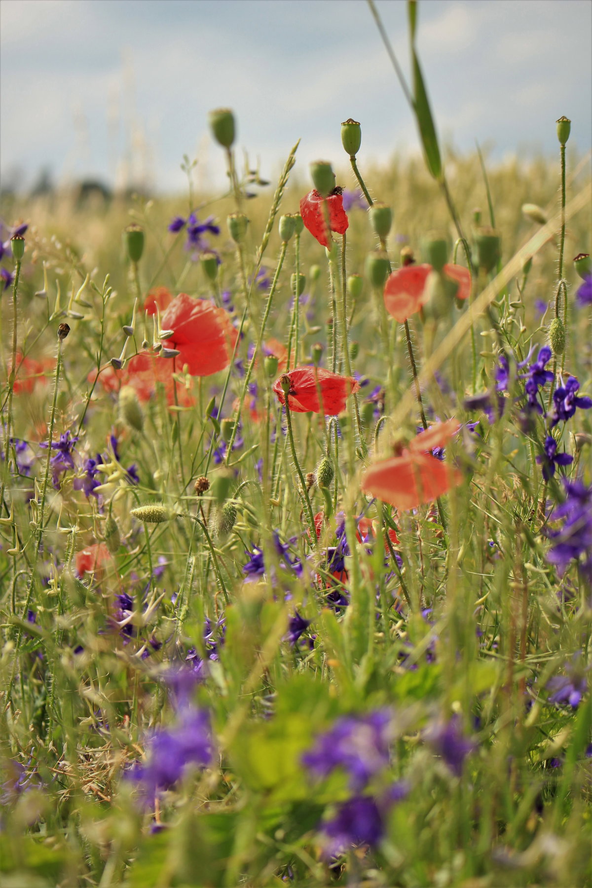 Wildblumen