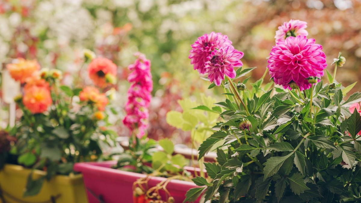 Balkon gestalten: 5 allergikerfreundliche Blumen