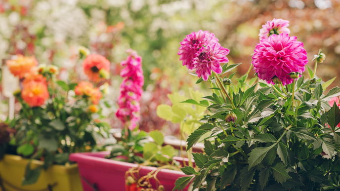 Balkon gestalten: 5 allergikerfreundliche Blumen