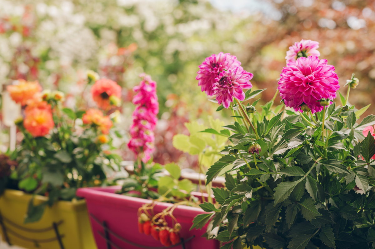 Allergikerfreundliche Blumen