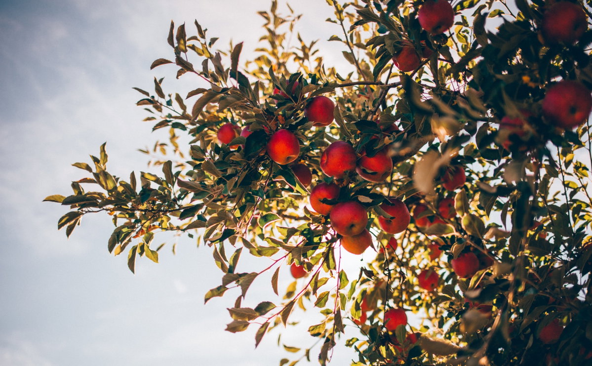 Apfelbaum