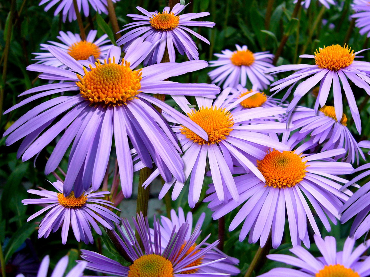Aster
