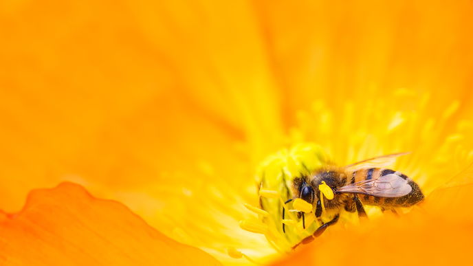 Bienen schützen: Die 5 besten Tipps