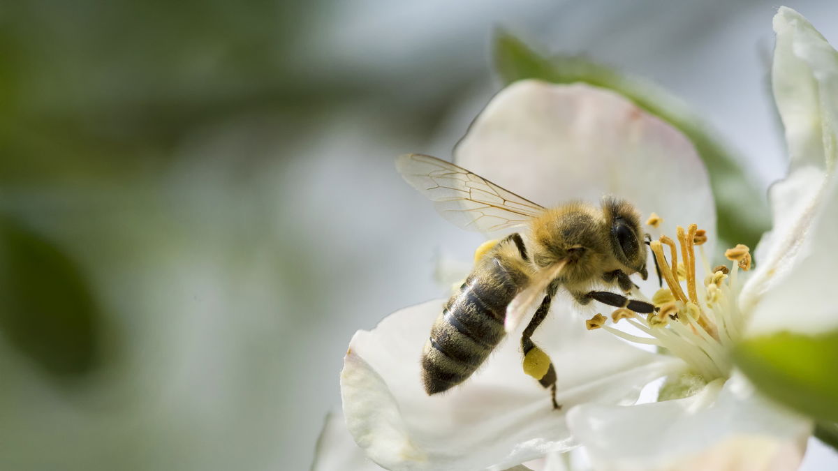3 bienenfreundliche Bäume für den Garten