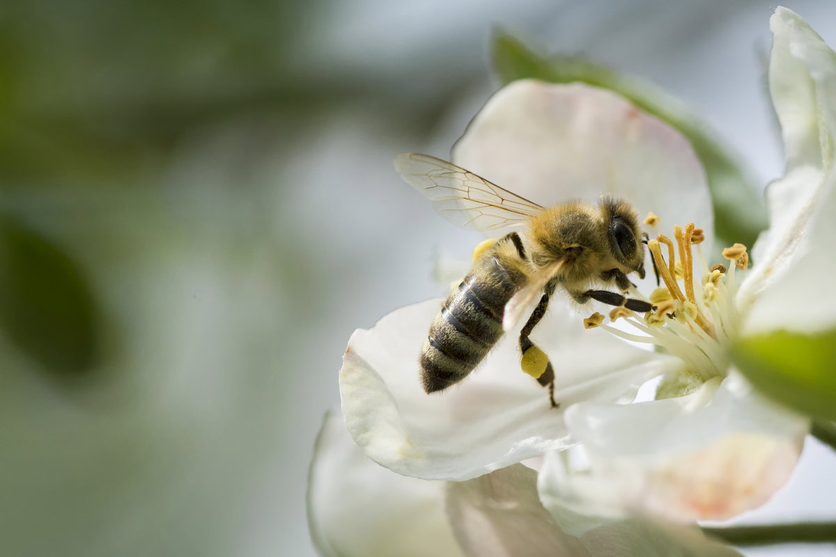 Biene auf Blüte