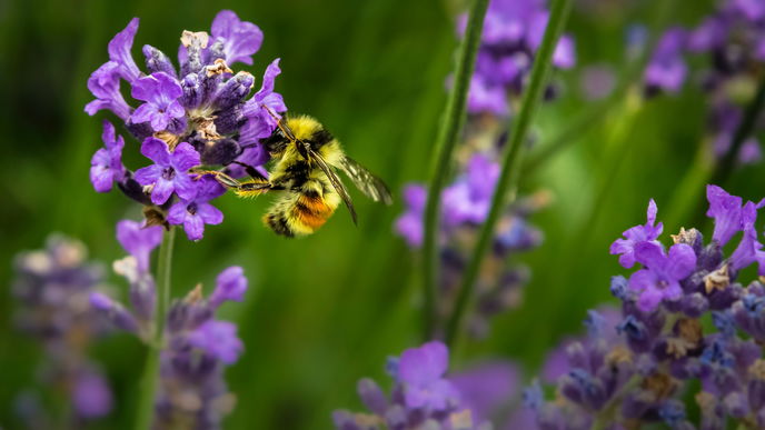 Bienenfreundliche Pflanzen: 5 Blumen, die im Mai blühen