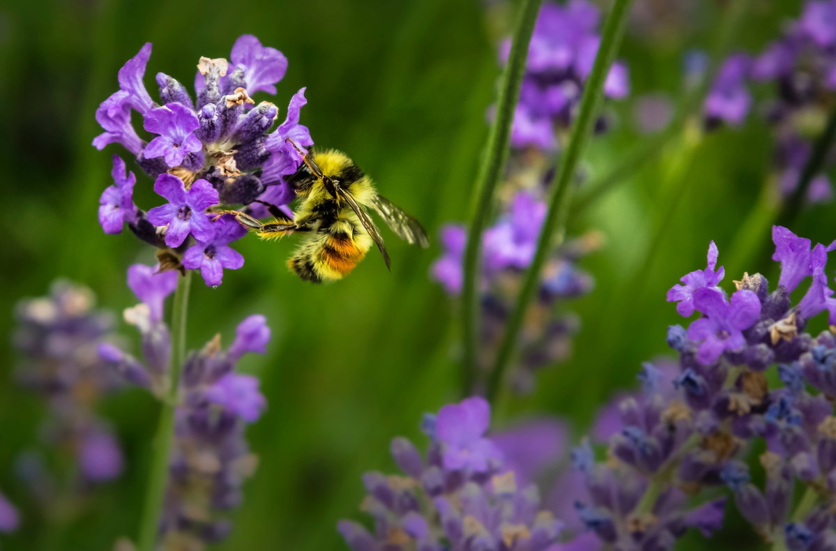 Bienenfreundliche Blumen