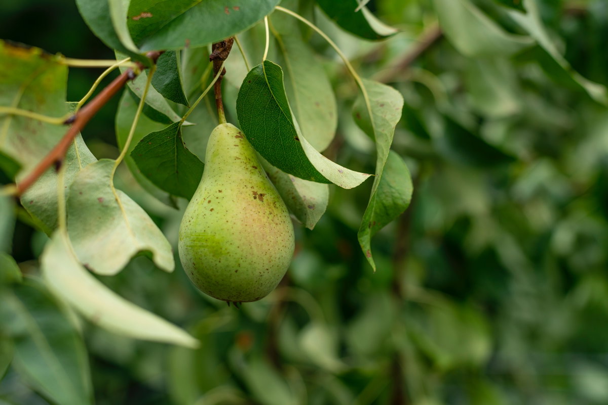 Birnenbaum