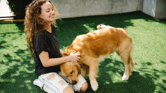 Hundeurin auf dem Rasen: 5 Tipps gegen Flecken