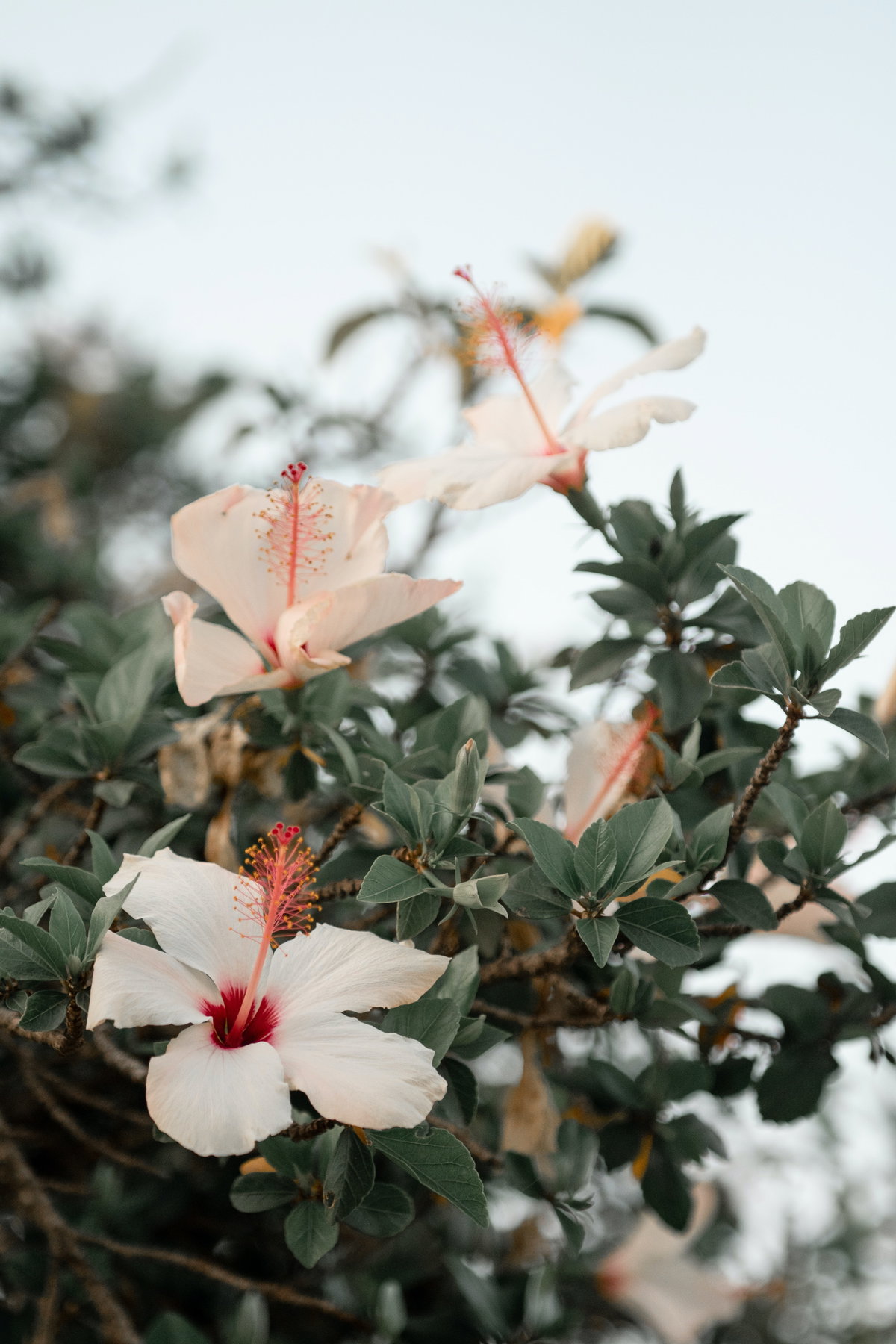 Gartenhibiskus