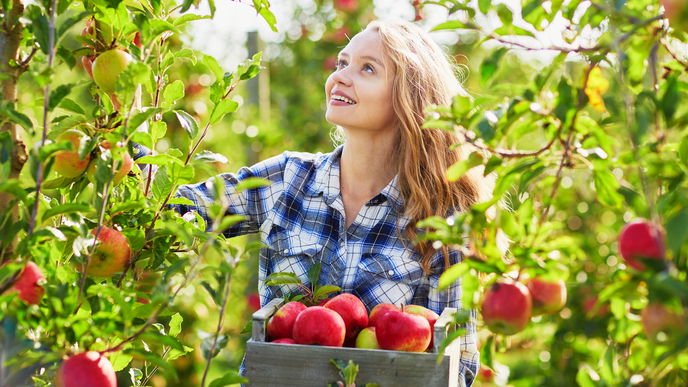Garten im Sommer: 4 Obstbäume mit vielen Früchten