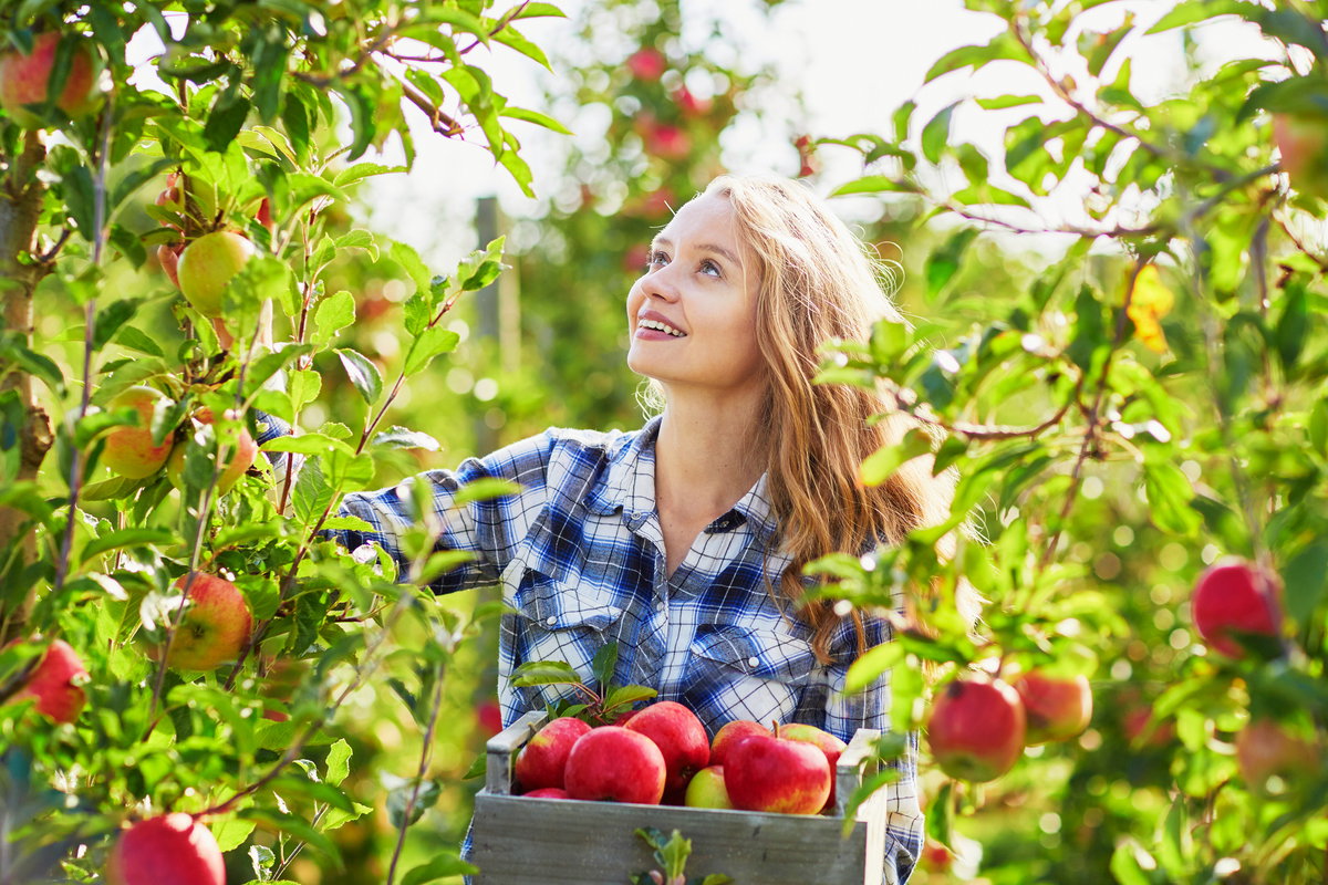 Obst pflücken
