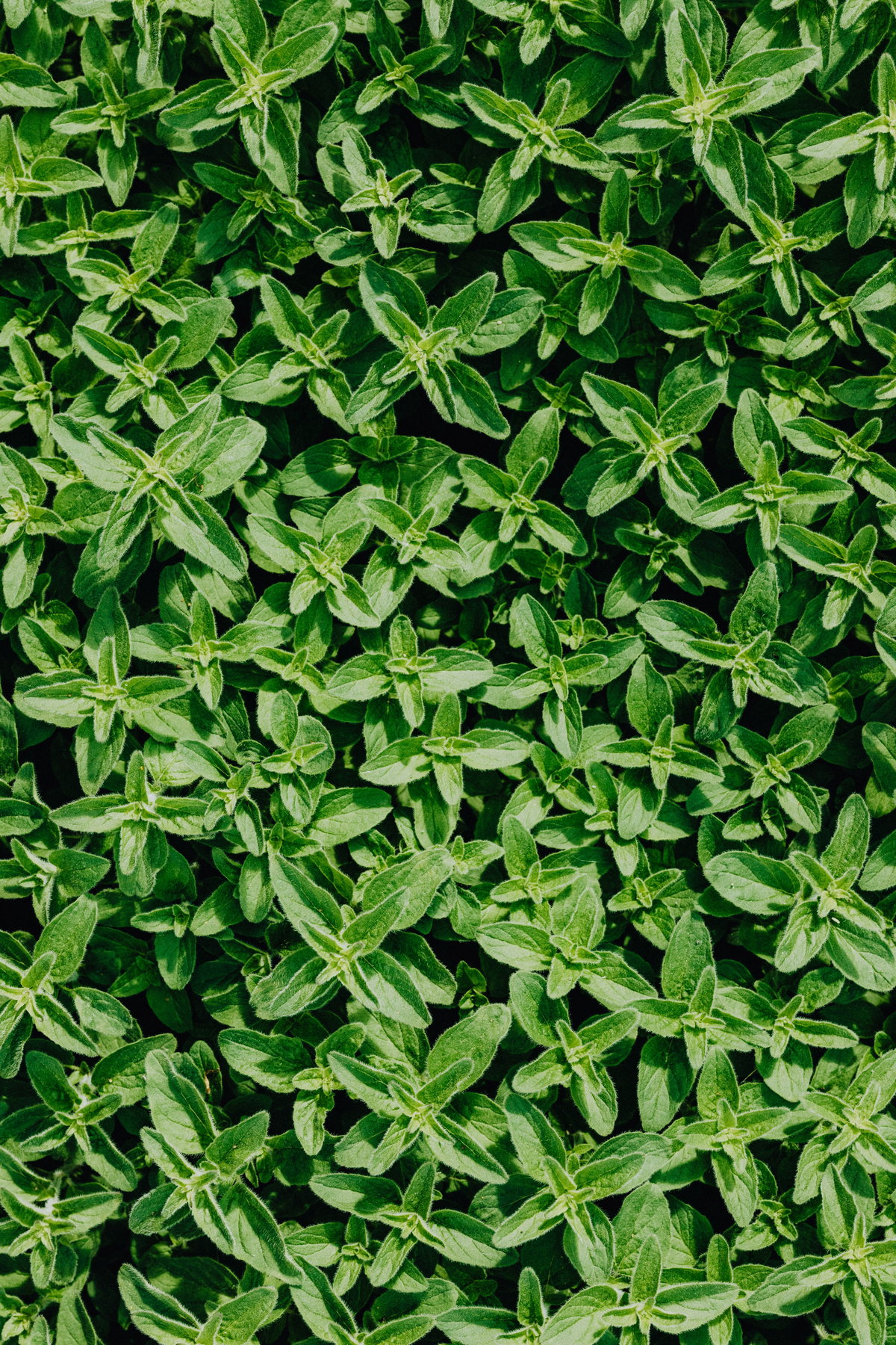 Oregano