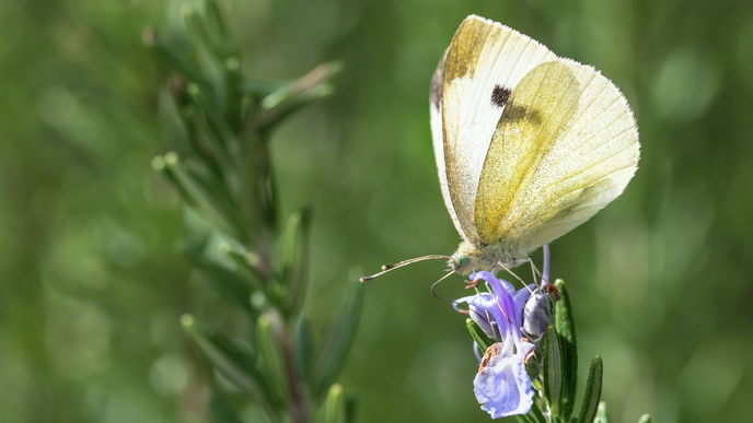 Garten gestalten: 5 Pflanzen für einen romantischen Garten