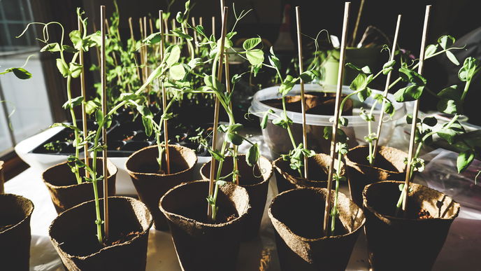 Stecklinge ziehen: 5 Tipps für den Garten