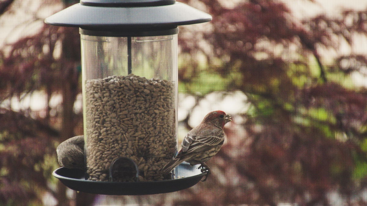 Vogelfutter selber machen: Die besten Tipps und Tricks