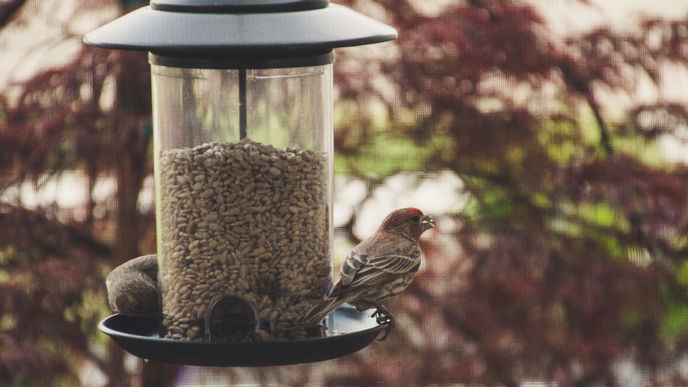 Vogelfutter selber machen: Die besten Tipps und Tricks