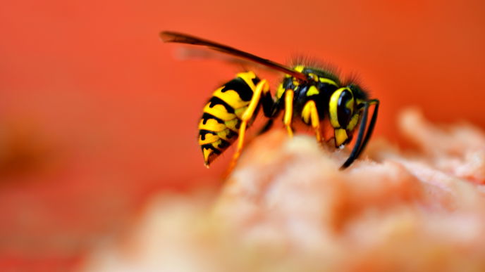 5 Hausmittel, um Wespen aus dem Garten zu vertreiben