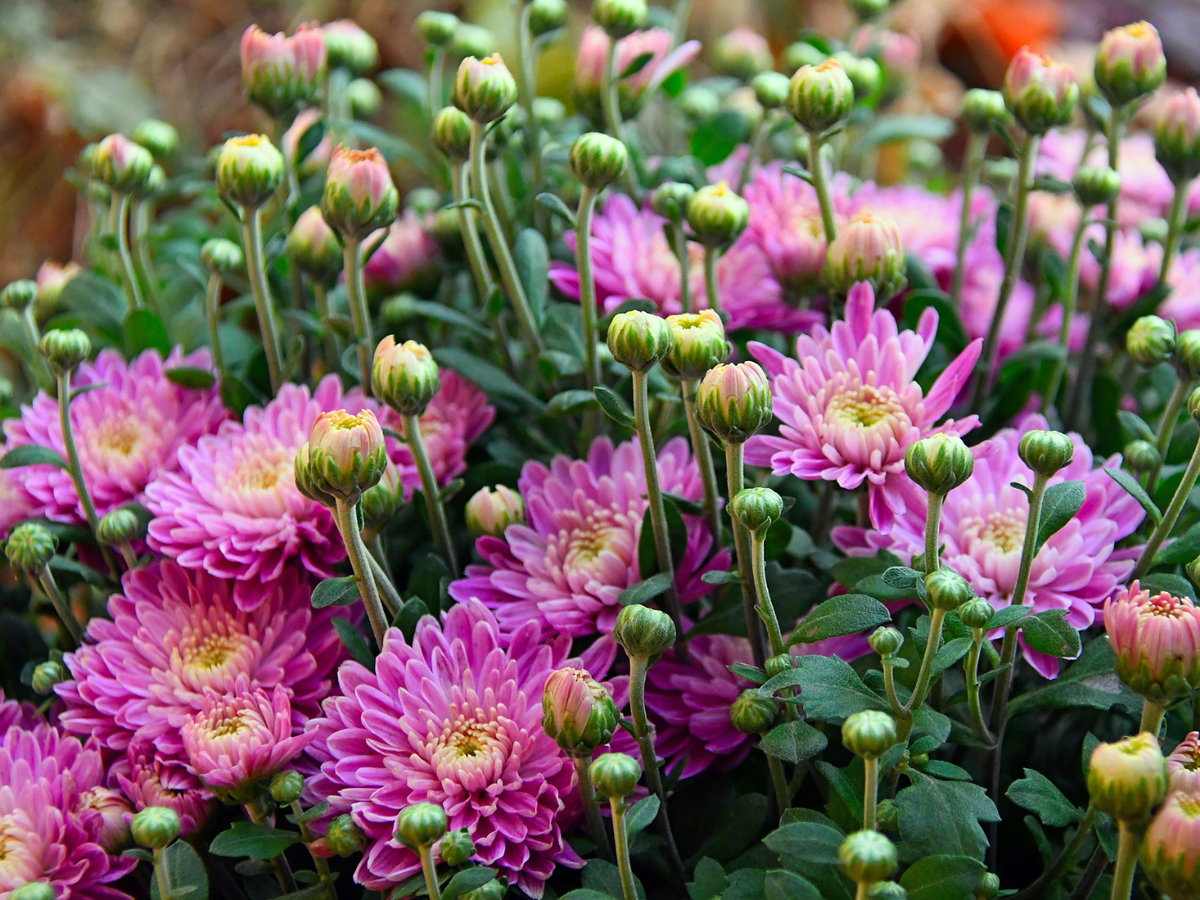 Chrysanthemen