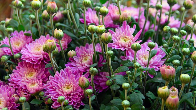Garten gestalten: So pflegen Sie Chrysanthemen im Topf 