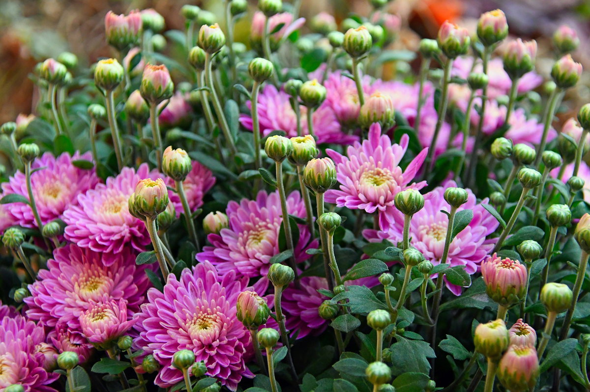 Chrysanthemen