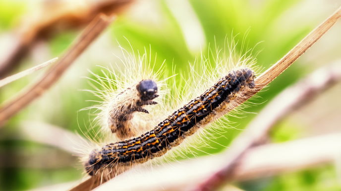 Eichenprozessionsspinner im Garten: Diese Gefahr droht Ihnen jetzt