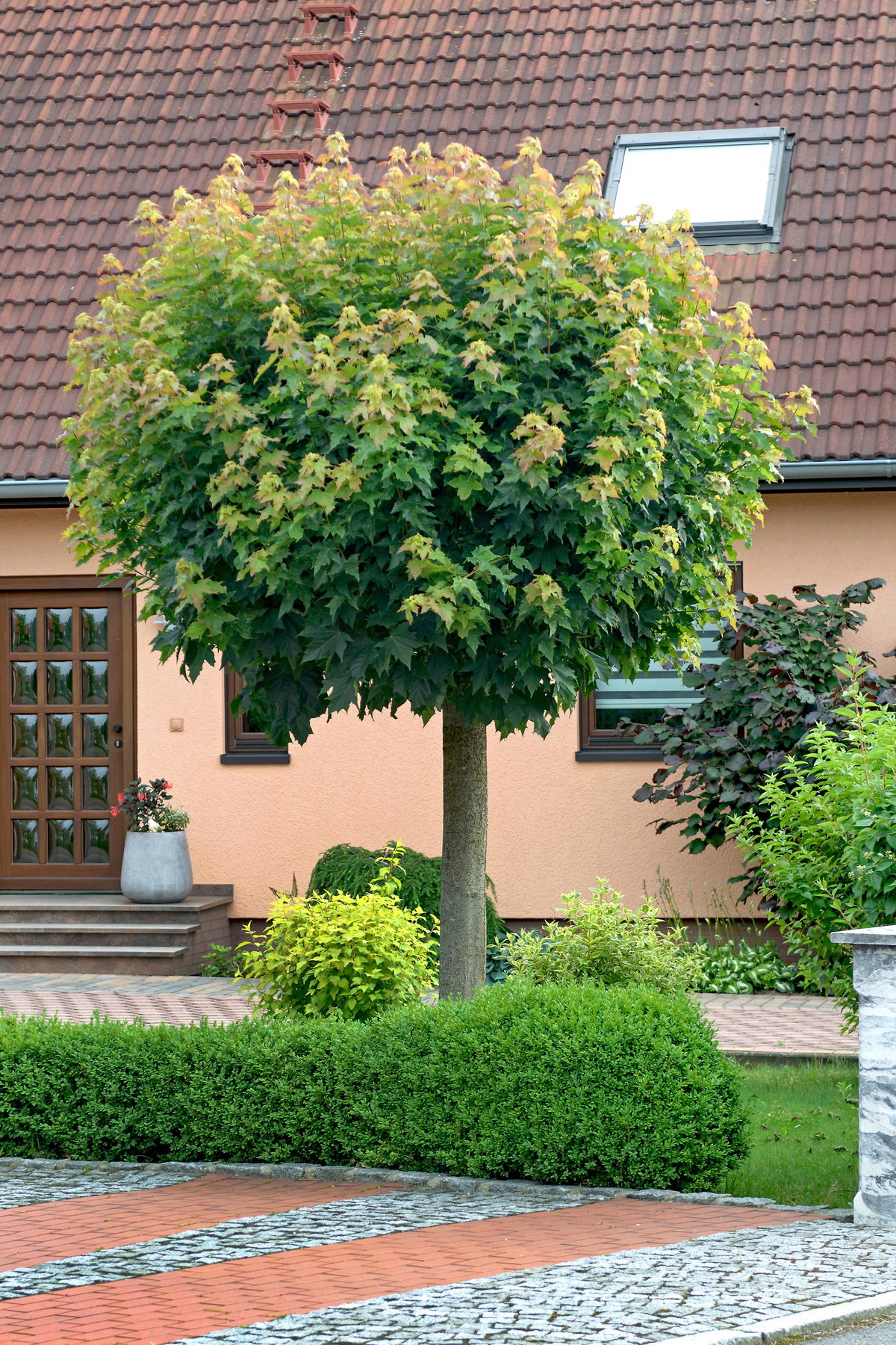 Kugelbaum