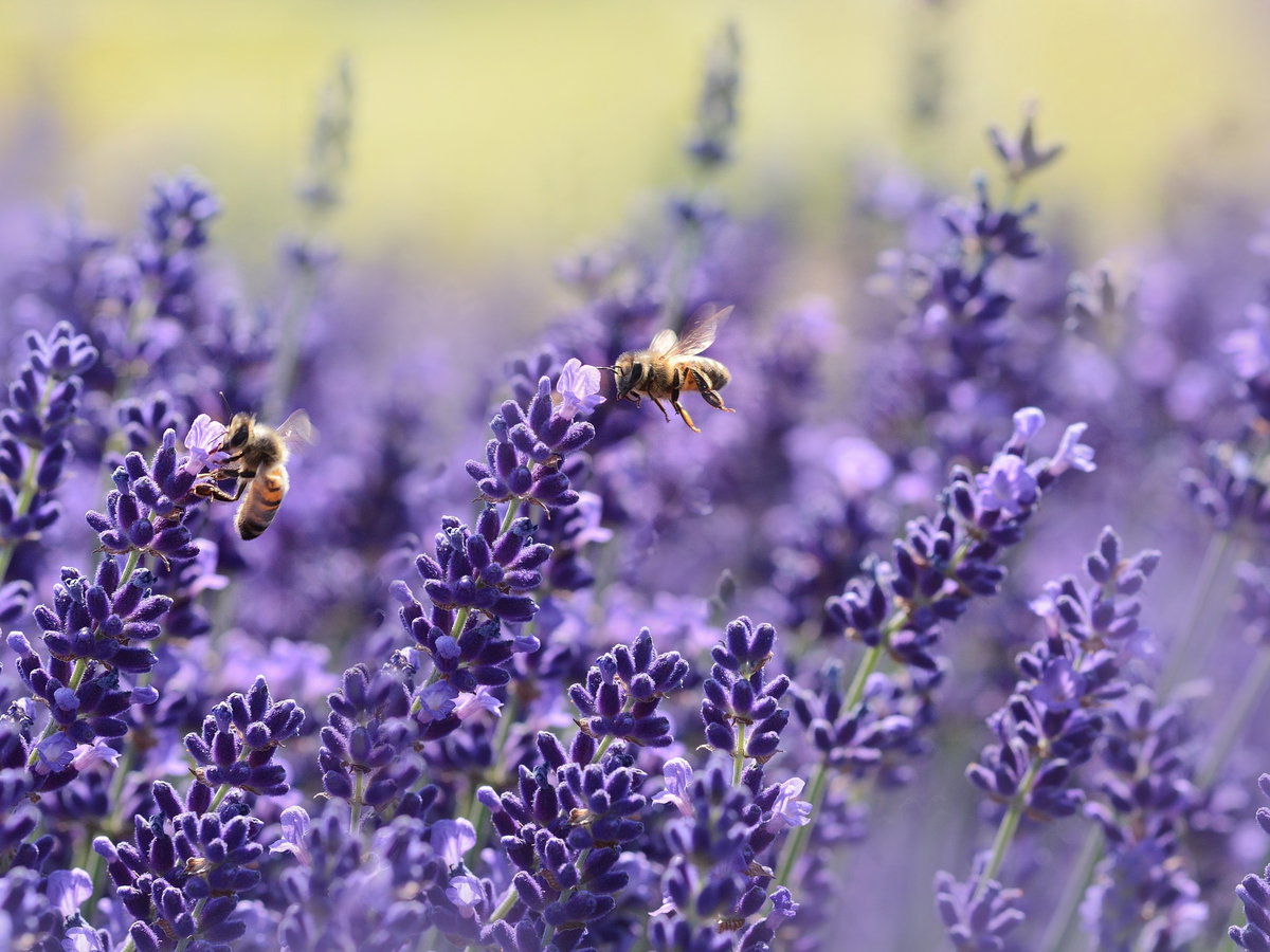 Lavendel