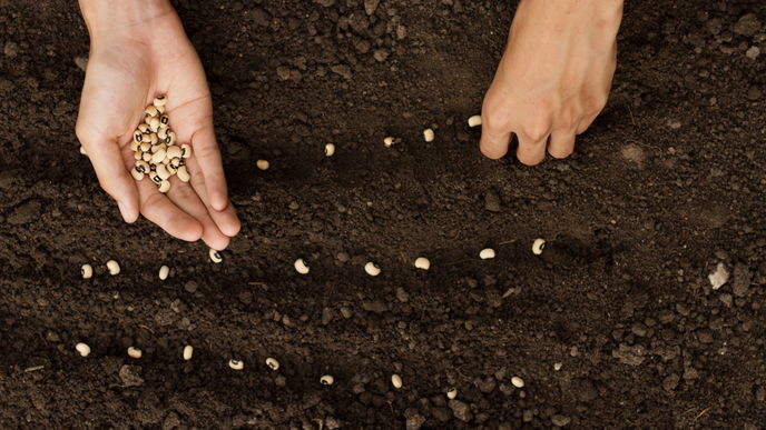 Garten gestalten: Was ist besser – Pflanzen aussäen oder setzen?