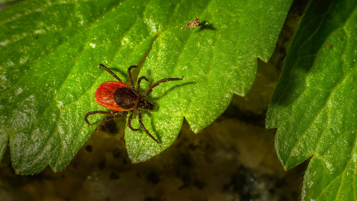 An diesen 4 Orten im Garten würden Sie Zecken nicht erwarten 