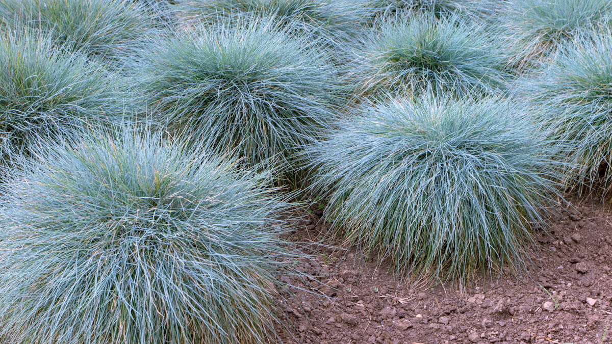Garten gestalten: 4 kleine Ziergräser für wenig Platz
