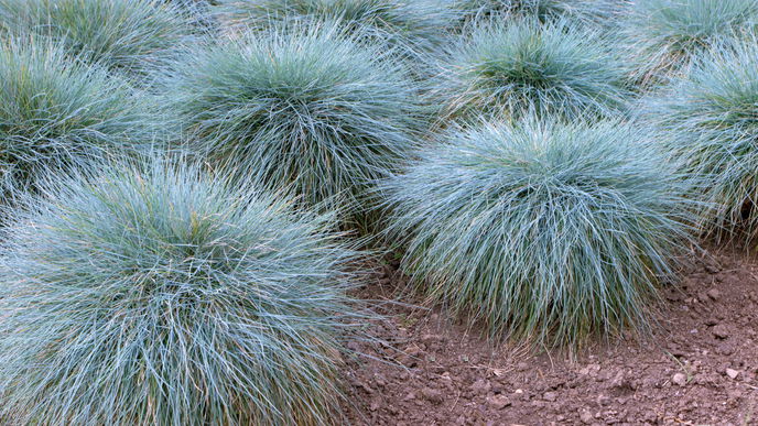 Garten gestalten: 4 kleine Ziergräser für wenig Platz