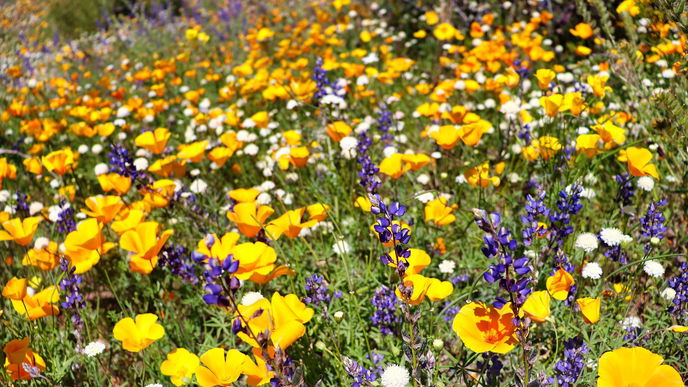 Garten gestalten: 6 Pflanzen, die trotz Trockenheit bunt blühen
