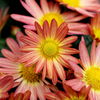 5 Pflanzen, die noch im Spätsommer bunt blühen