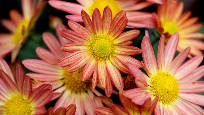 5 Pflanzen, die noch im Spätsommer bunt blühen