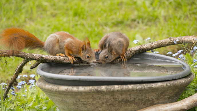 4 Sofort-Tipps, um Wildtieren bei Hitze zu helfen