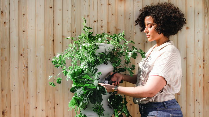 Gartenarbeit im August: 5 Dinge, die jetzt anstehen