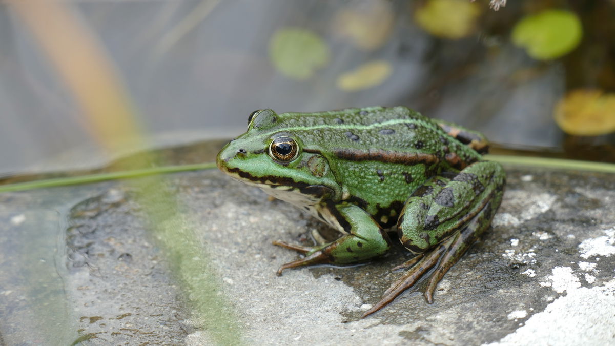 Quakende Frösche tierfreundlich loswerden: Das müssen Sie im Herbst tun