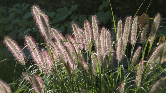 Garten gestalten: 5 pflegeleichte Ziergräser