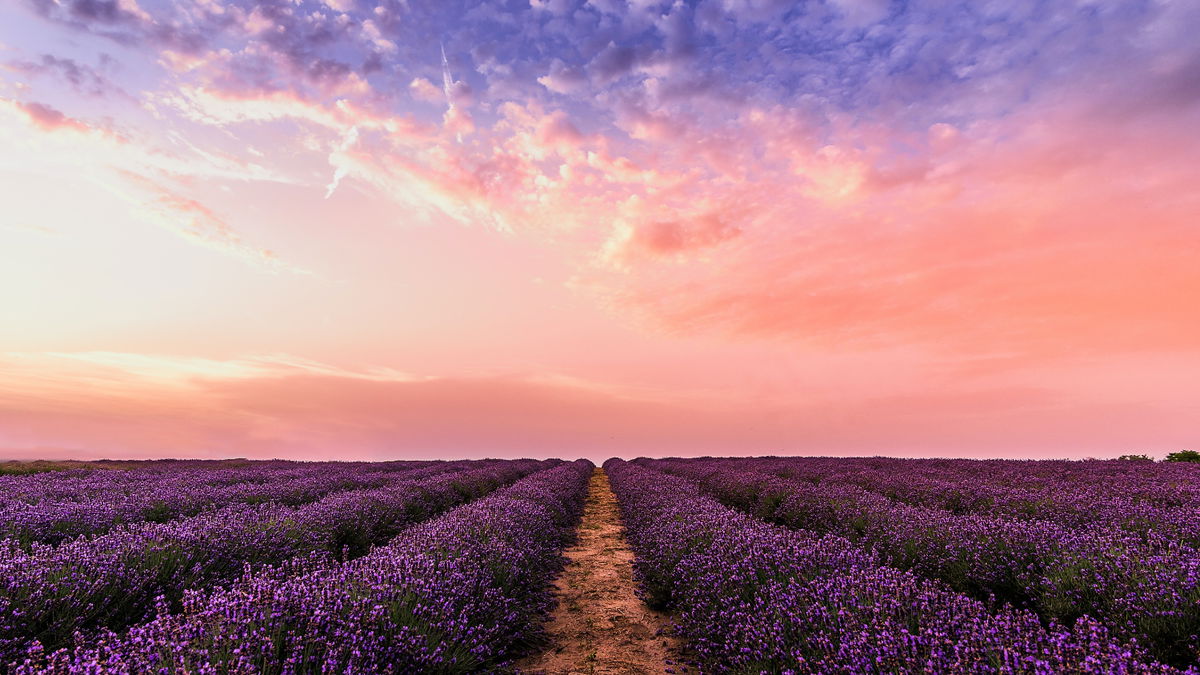 4 Bestseller-Romane, die in der Provence spielen