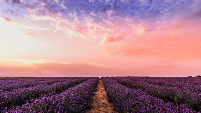 4 Bestseller-Romane, die in der Provence spielen
