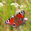Tagpfauenauge: Infos und Tipps über den Schmetterling