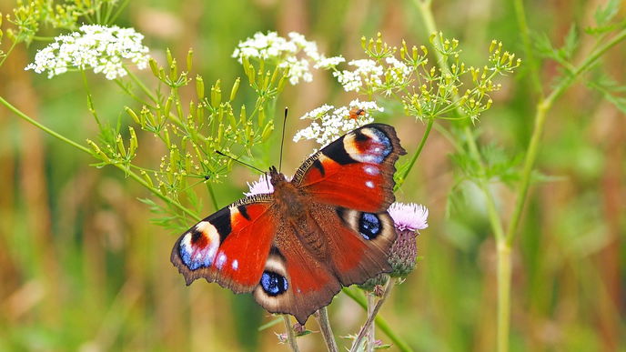 Tagpfauenauge: Infos und Tipps über den Schmetterling