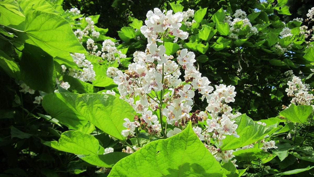 Garten gestalten: Diese Pflanzen bleiben trotz Trockenheit saftig grün