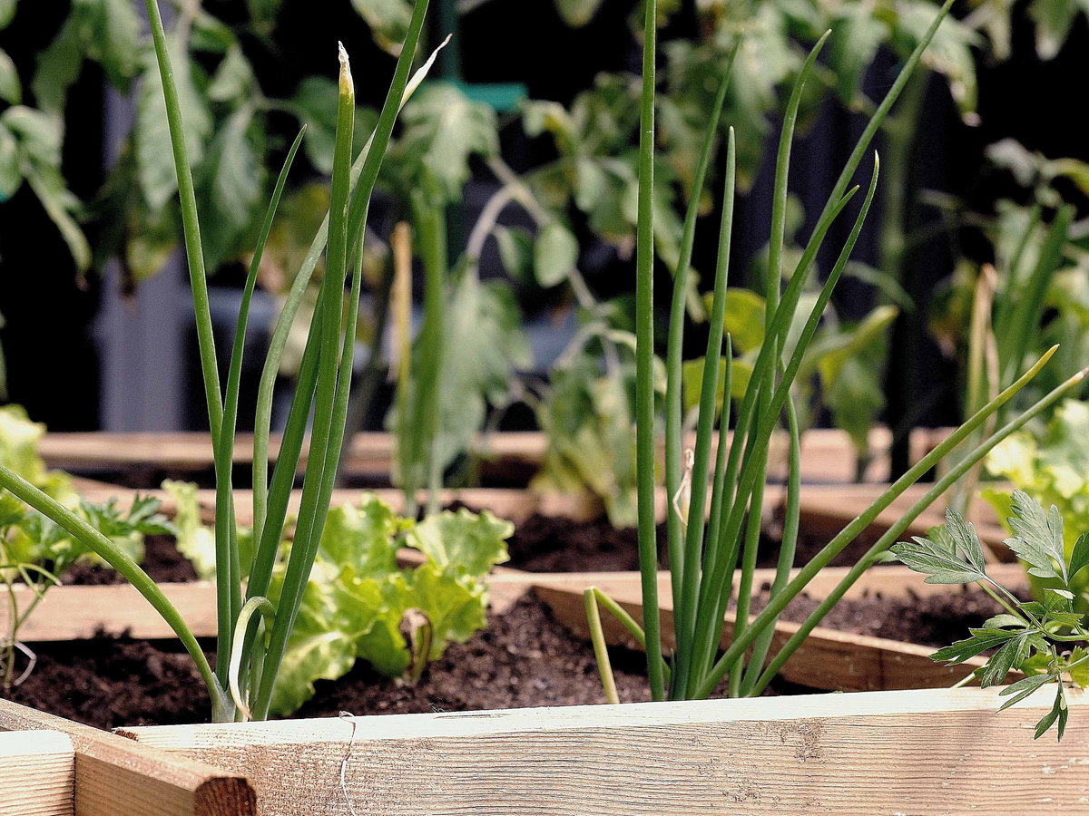 Urban Gardening
