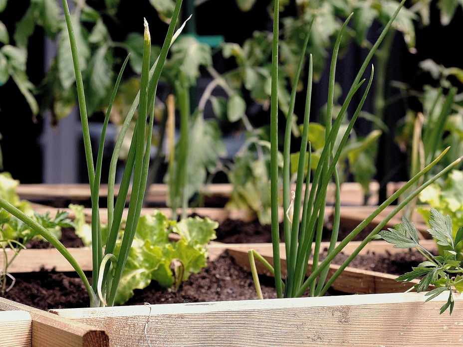 Urban Gardening