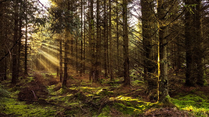 Wann Sie Brennholz im Wald sammeln dürfen